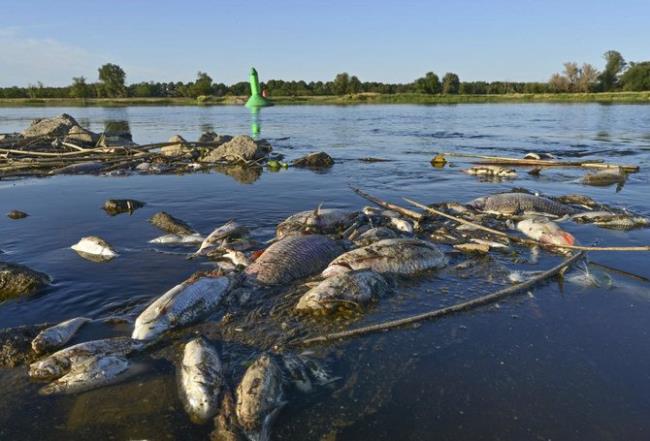 ‘Dead fish everywher<em></em>e’ in Germany, Poland, after feared chemical waste dump