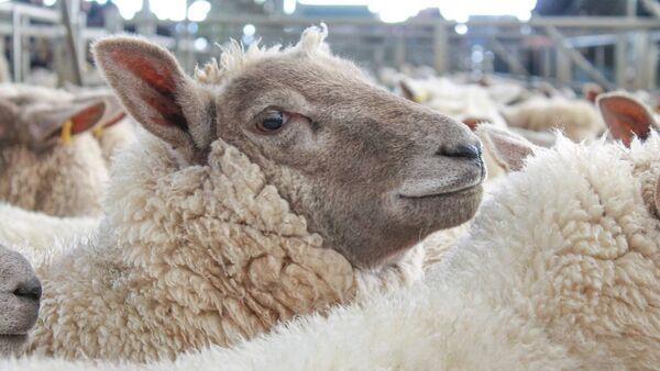 Lamb trade: Producers weigh up returns from extra feed