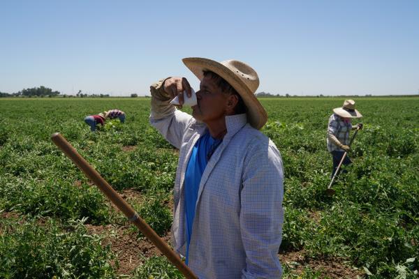 Agricultural workers endure high temperatures as a heat wave affects northern California