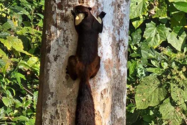 Can You Identify One Of The World's Largest Squirrel Species In This Viral Photo