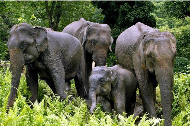 Two Held for Erecting Electric Fence Days After Elephant's Death in TN